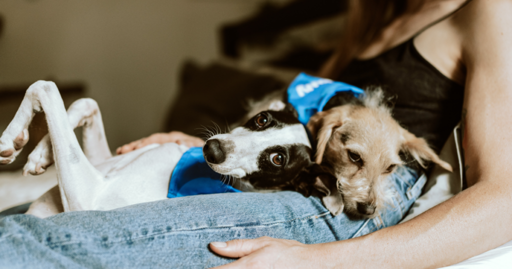 How the Humanization of Pets Is Changing Shopper Habits